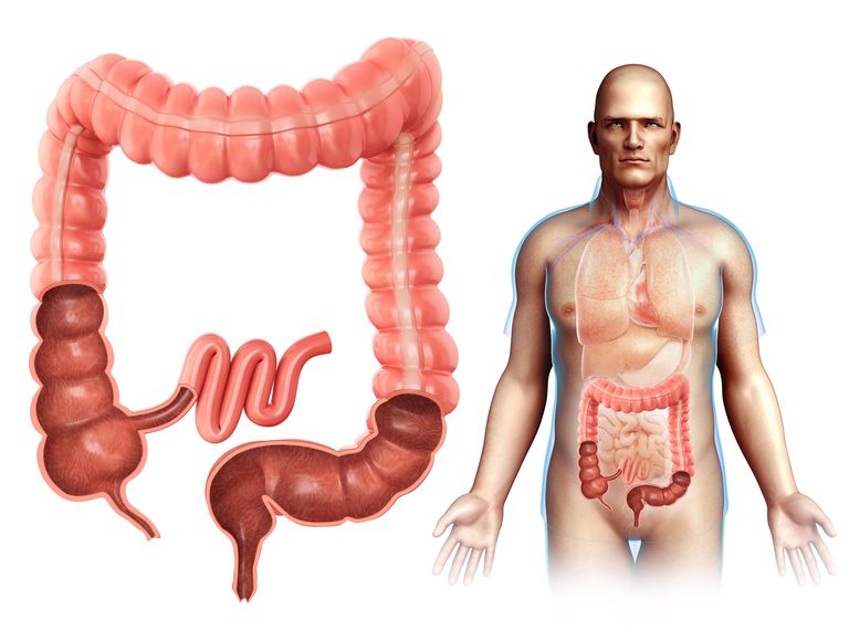dikke darm, dunne darm, dubbele punten, sigmoïde colon, bacteriën bestaat, centimeter breed