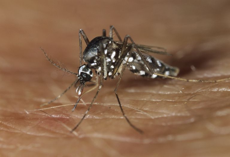 verspreid door, klinische symptomen, vaccin voor, Aedes aegypti, baby wordt