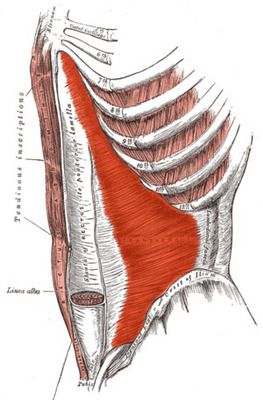 externe schuine, externe obliques, heupbuigers zijn, schuine spieren, schuine zijden, externe schuine spieren