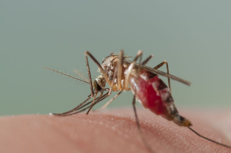 nooit eerder, voor eerst, aanwezig zijn, Aedes aegypti, alleen kinderen, anders zijn