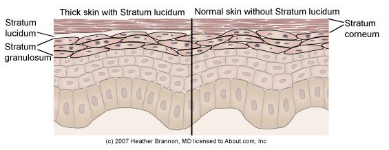 deze laag, stratum corneum, basale cellen, cellen naar, deze cellen, genoemd Deze