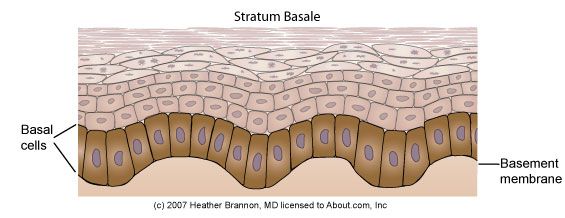 deze laag, stratum corneum, basale cellen, cellen naar, deze cellen, genoemd Deze