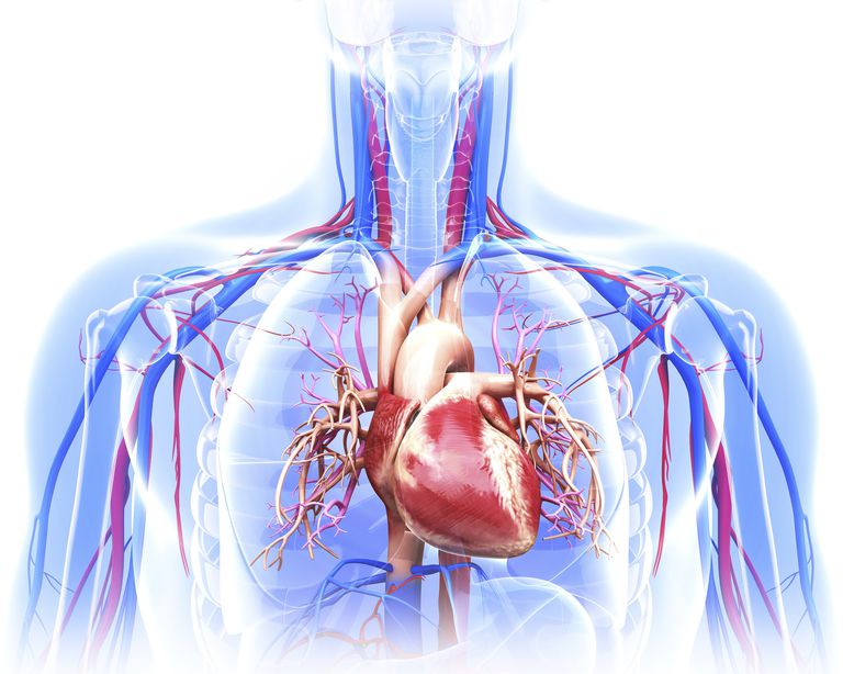 deel aorta, A-dissecties worden, aorta erbij, aorta erbij betrokken, Aortadissectie wordt