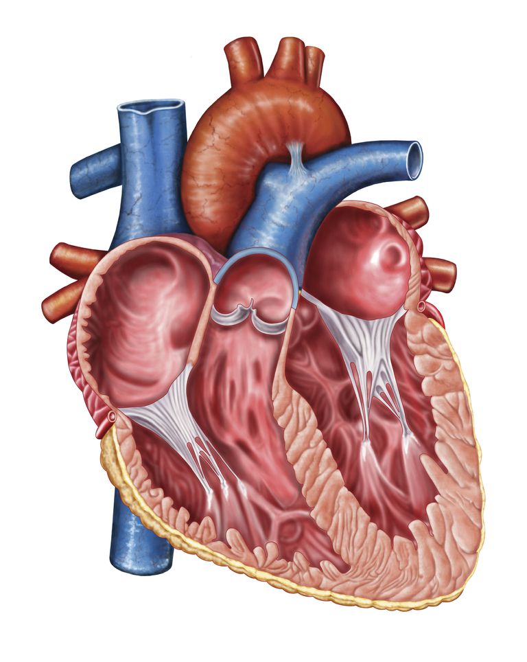 aortische regurgitatie, mechanische kleppen, veroorzaakt door, linker hartkamer, zorgt ervoor