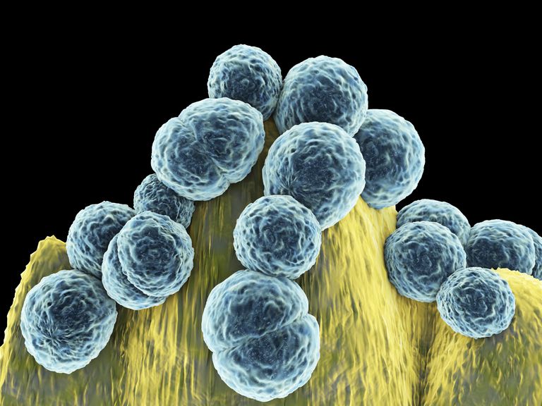 aantal bacteriën, bacteriën kunnen, chlamydia gonorroe, gouden standaardtest, voor chlamydia