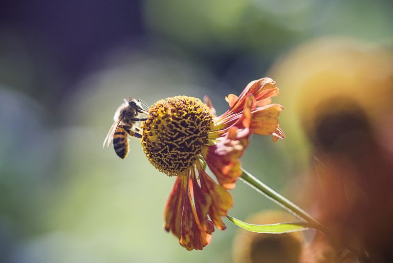 allergische reactie, door bijen, bewijs bijensteektherapie, Sommige mensen, worden gegeven