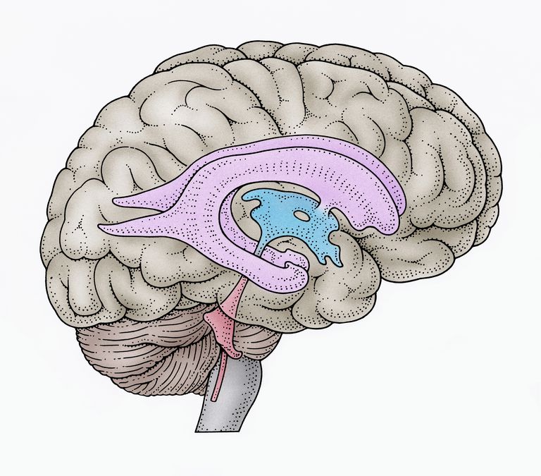 ventriculaire systeem, ventrikels zijn, centrale zenuwstelsel, derde ventrikel, laterale ventrikels, subarachnoïde ruimte