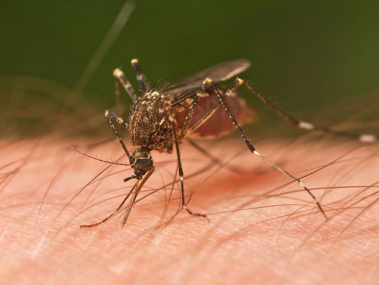 door muggen, worden overgedragen, overdracht door, gemakkelijk door