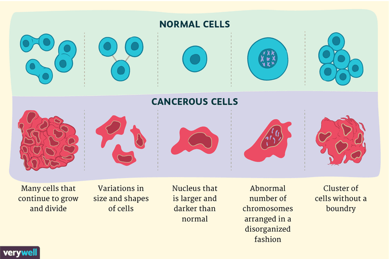 -Normale cellen, verschillen tussen, aanwezig zijn, kankercellen normale, kankercellen normale cellen, normale cellen