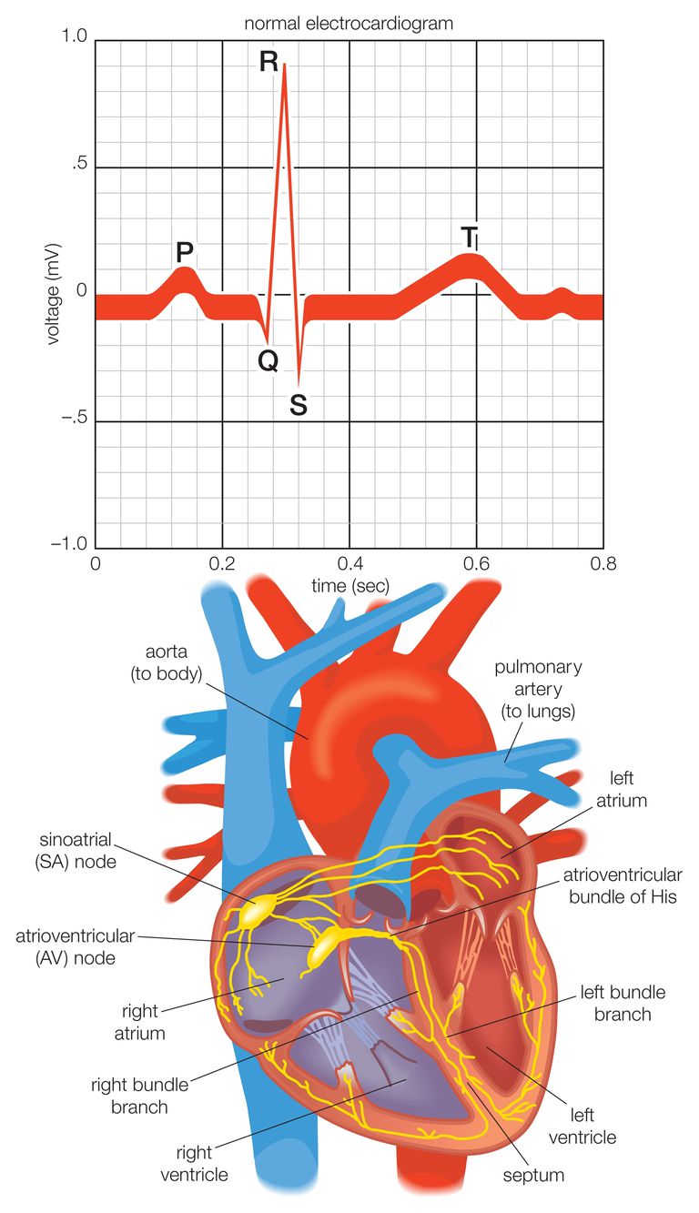 elektrische signaal, elektrische systeem, systeem hart, elektrische impuls, elektrische systeem hart