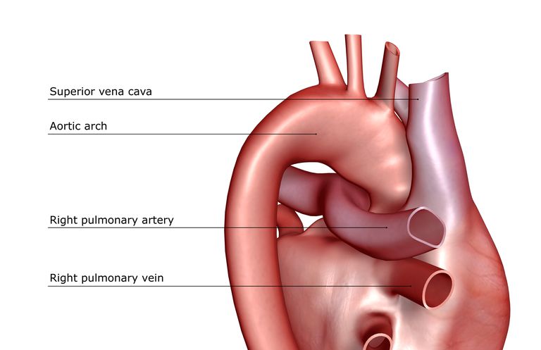 bloedvaten longen, onder controle, pulmonale hypertensie, rechterkant hart, bloed door, bloed hart
