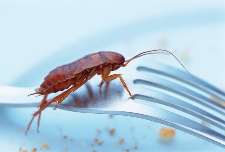 kakkerlak wetenschappelijke, kakkerlak wetenschappelijke naam, kakkerlakken vinden, Kakkerlakken zijn, verschillende allergische, voor kakkerlakken