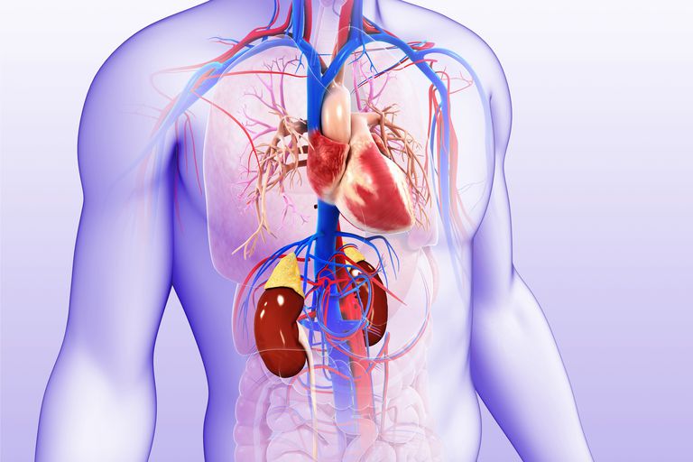 chronische nieraandoening, chronische nieraandoeningen, deze orgaansystemen, hart nieren