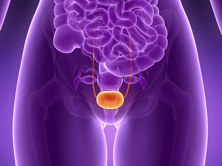 mannen vrouwen, zowel mannen vrouwen, bevindt zich, elke nier, hebben veel, hebben veel kortere