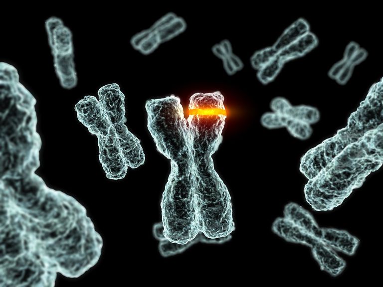 deel chromosoom, verwijst naar, genetische veranderingen, onze rode, worden gebruikt, aanvullende informatie