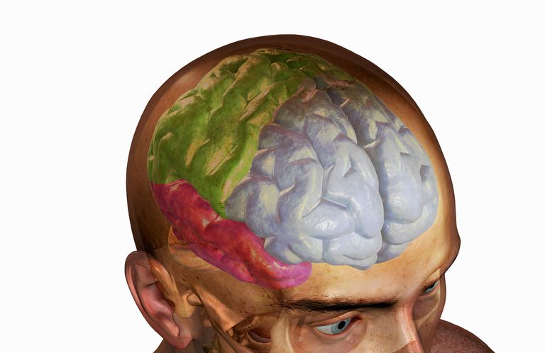 frontale kwab, bepalen welke, door hoofdtrauma, hersenen zijn