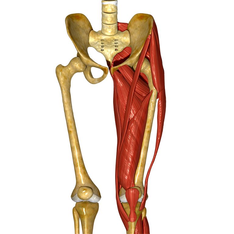 binnenste dijspier, binnenste dijspier strekt, dijspier strekt, dijspier strekt zich, innerlijke dijflexibiliteit, innerlijke dijspieren