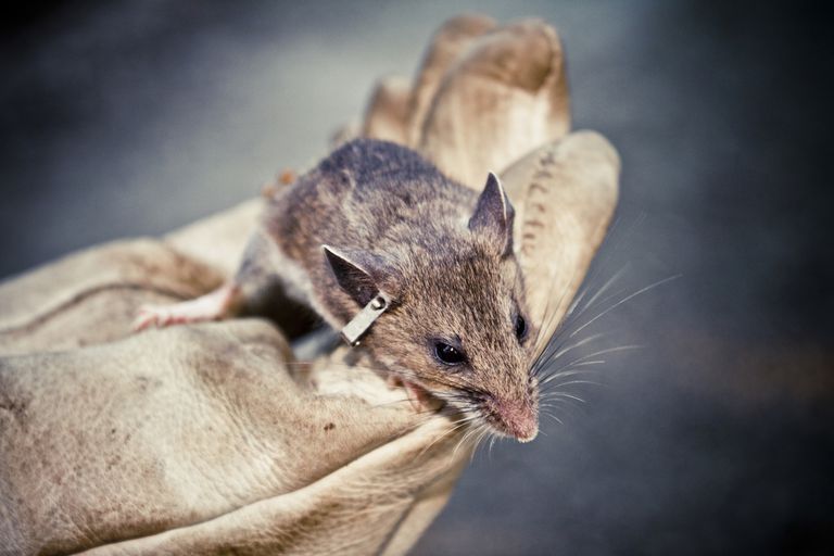 muizen ratten, wordt genoemd, knaagdieren uitwerpselen, uitwerpselen urine, urine uitwerpselen, veroorzaakt door