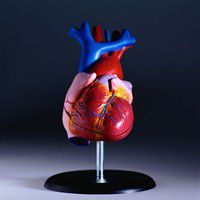 Heart Associations, terminale prognose, York Heart, York Heart Associations