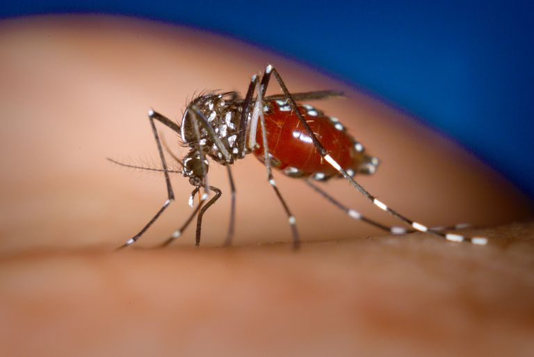 Aedes albopictus, Caribisch gebied, heeft zich, Chikungunya zich, verspreidde zich