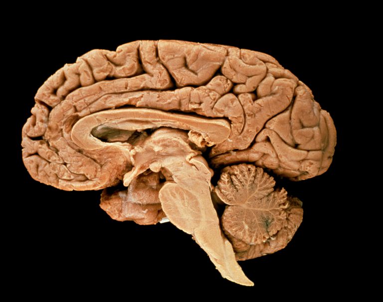 verantwoordelijk voor, centrale zenuwstelsel, deel hersenstam, medulla oblongata