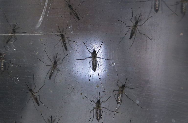 bekend staan, meer risico, muggen bekend, muggen bekend staan, zoals Aedes