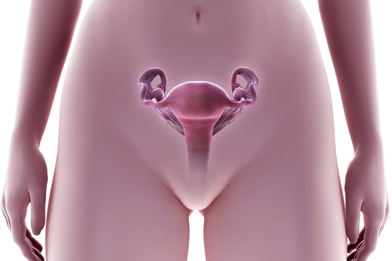 wanneer ovuleert, bepalen wanneer, bepalen wanneer ovuleert, cervicaal slijm