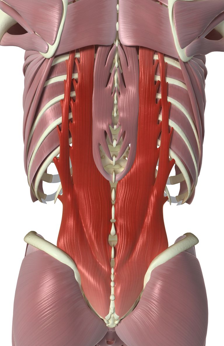 benige ring, diepste laag, interspinale ligament, processus spinosus, transversale processen