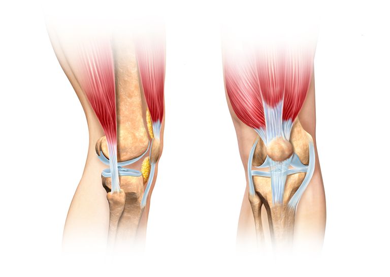 collaterale ligament, ligament voorkomt, strekt zich, knie ligament, bevindt zich