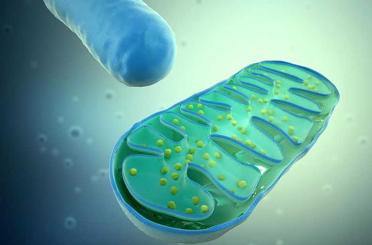 mitochondriale aandoeningen, onze cellen, symptomen zijn, aërobe metabolisme, bijna volledig