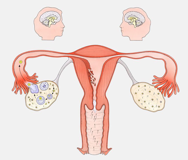 corpus luteum, luteale fase, bekleding baarmoeder, fase menstruatiecyclus, luteale fase menstruatiecyclus, weken zwangerschap
