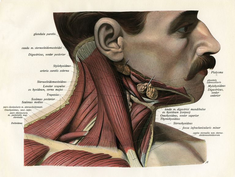 beide SCM-spieren, hoofd naar, voorste driehoek, achterste driehoek