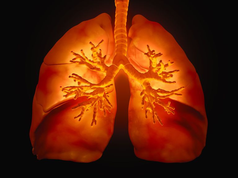 lucht longen, ademhalingssysteem binnendringt, borst buik, bovenste ademhalingssysteem