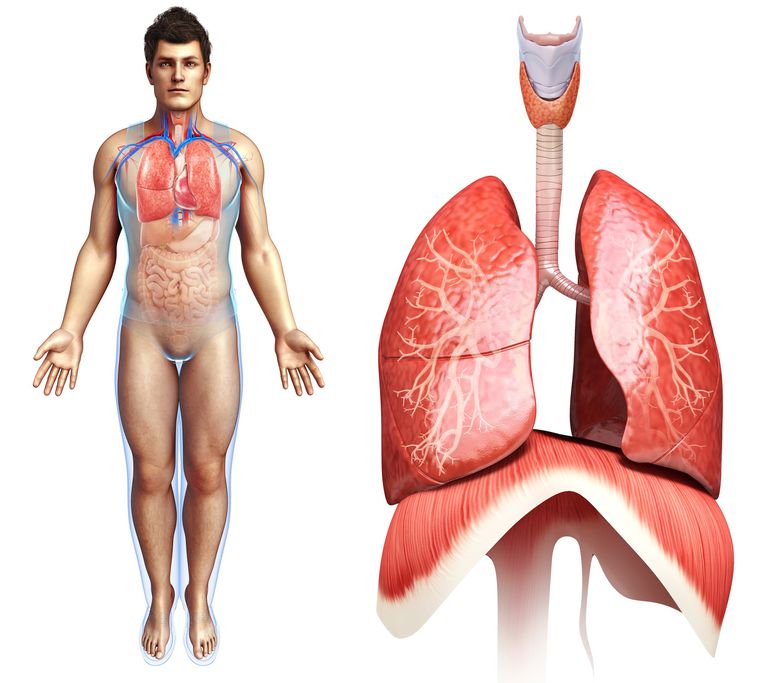 lucht longen, ademhalingssysteem binnendringt, borst buik, bovenste ademhalingssysteem