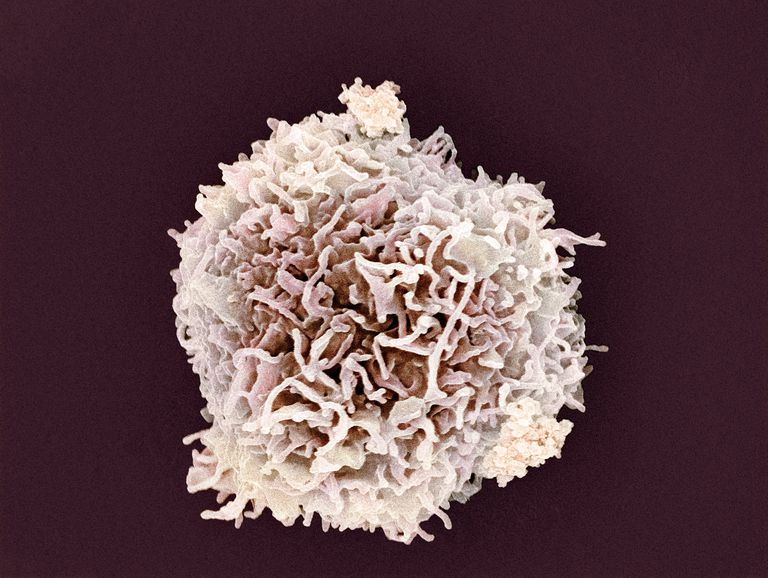 witte bloedcellen, aantal witte, aantal witte bloedcellen, bloedcellen zijn, cellen zijn