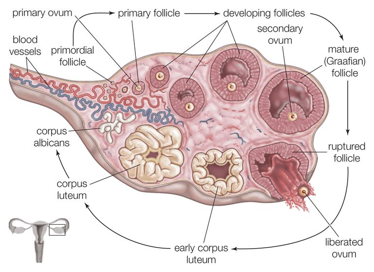 bevruchting optreedt, corpus luteum, eierstokken zijn, elke maand