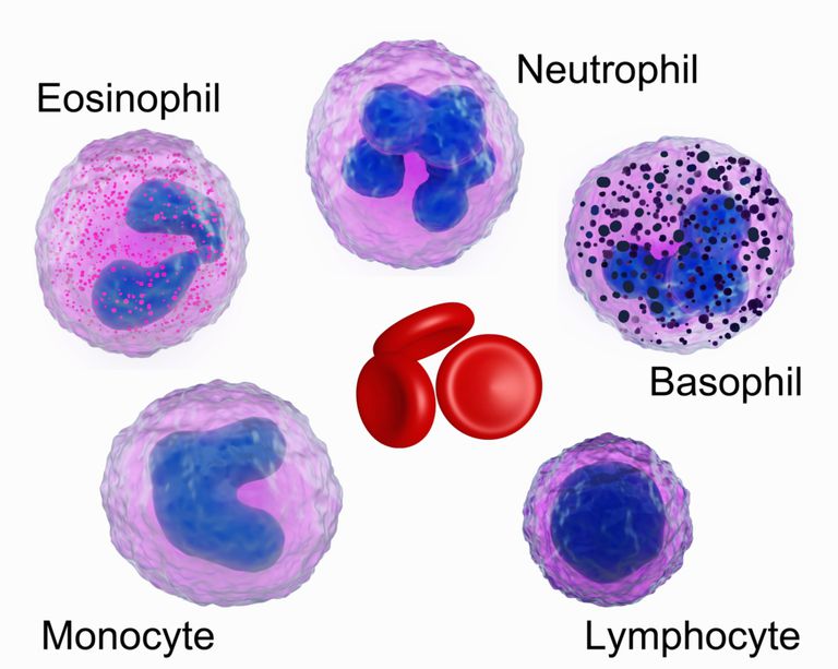 oorzaak eosinofilie, aantal eosinofielen, meest voorkomende, witte bloedcellen