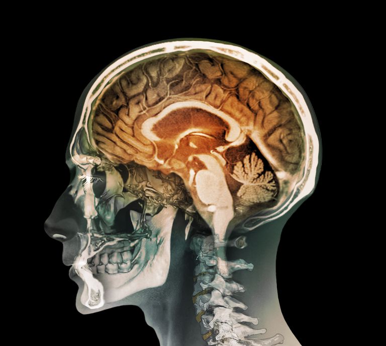 limbisch systeem, limbische systeem, amygdala communiceert, paralimbische structuren, onderdeel limbisch