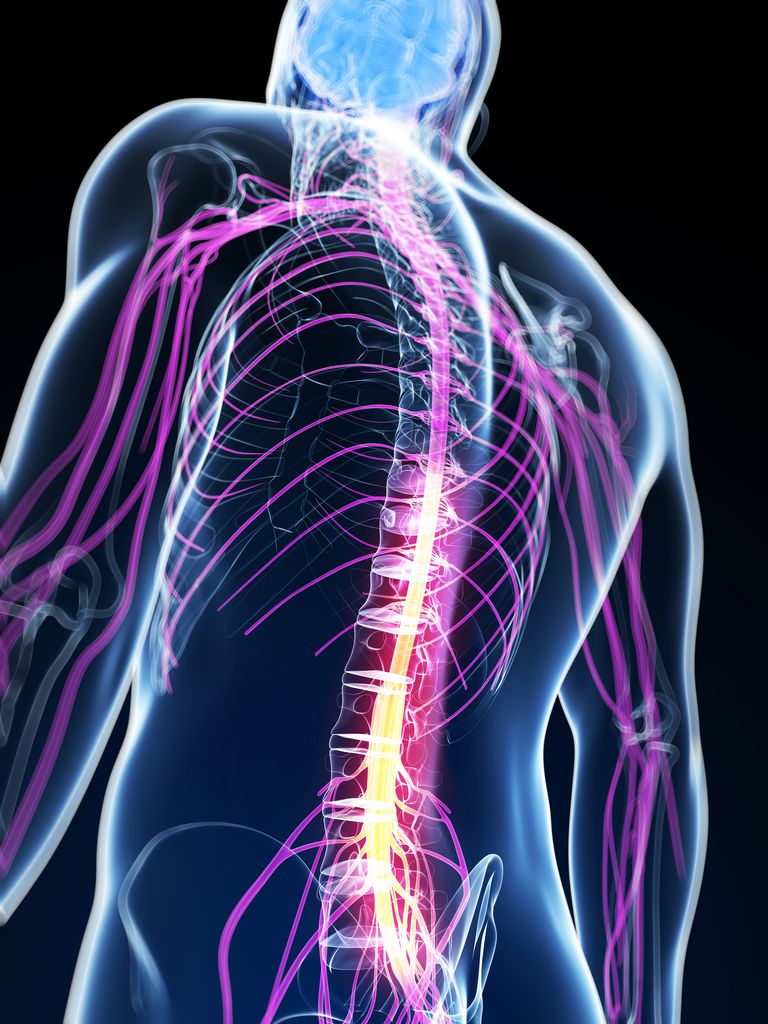 sacro-iliacale gewrichten, kunnen optreden, lichaam zoals, mechanische rugpijn, meest voorkomende, onderscheiden mechanische