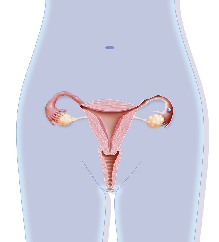 cervicale cellen, drie jaar, abnormale cervicale, afgelopen jaar, baarmoederhals verwijderd, besproken tijdens