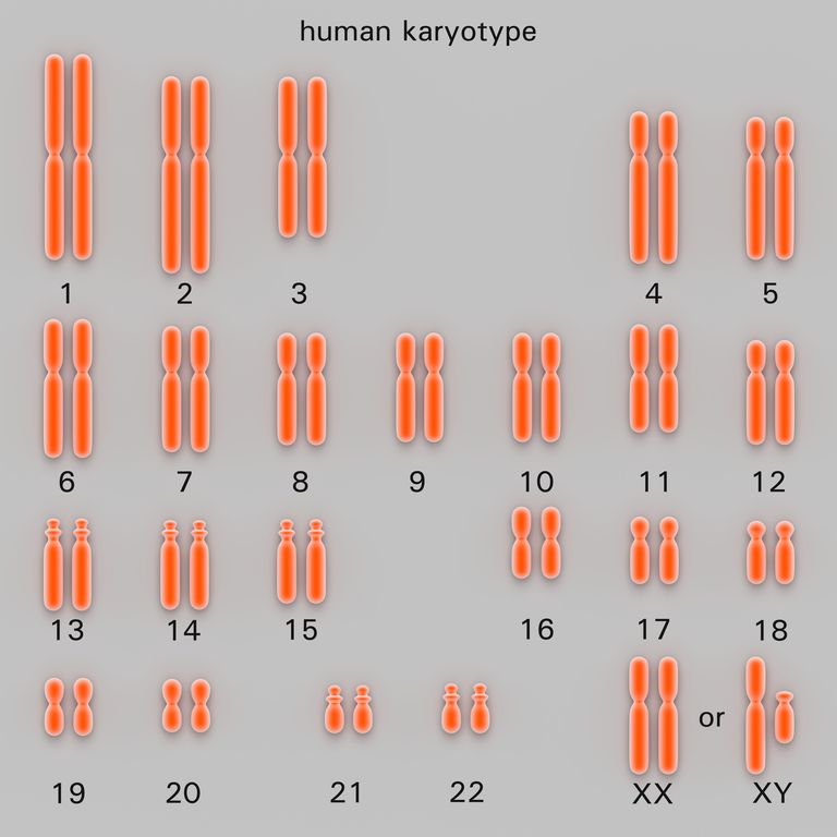 witte bloedcellen, aantal chromosomen, chromosomale afwijkingen, deel chromosoom