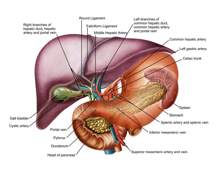 portale hypertensie, veroorzaakt door, door lever, door portale