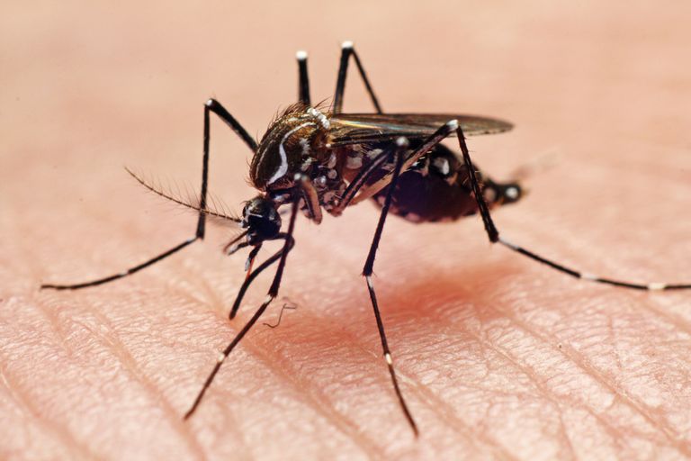 door muggen, delen wereld, chikungunya-virus zijn, delen wereld waar, dingen kunt, dingen kunt doen